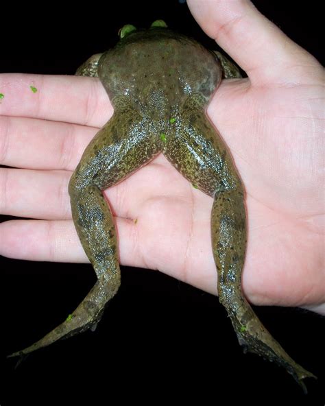 frog ass